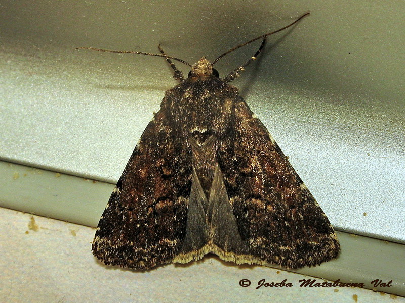 Noctuidae a determinar:  Lycophotia erythrina